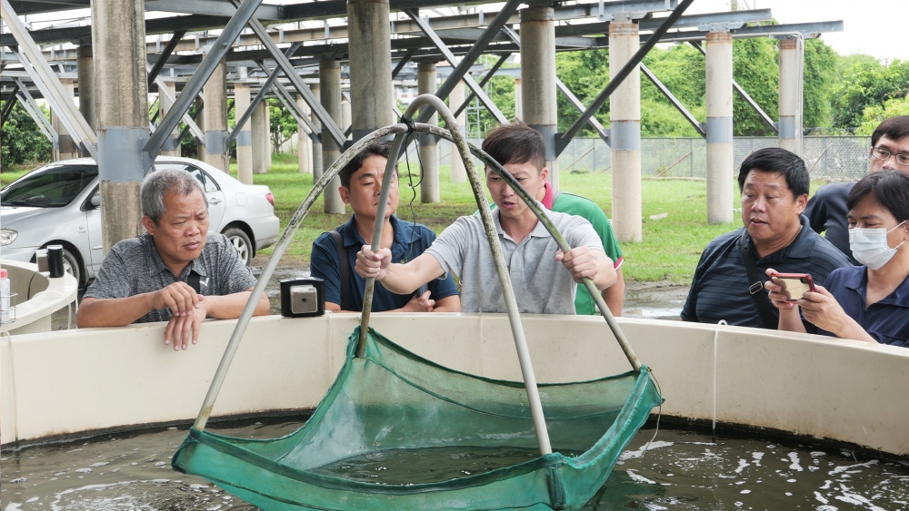 成大團隊協助發展節省水資源的蝦類養殖，在觀摩會上，草蝦的存活率與品質受到在地漁民與光電業者的肯定。