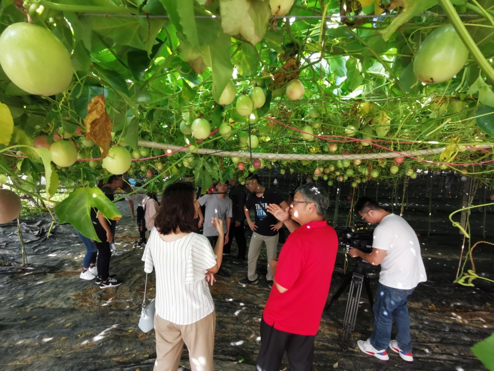 在百香果的果園學生透過老師學習無毒種植技術，讓學生從書本中的知識延伸到場域實際種植的專業學習。