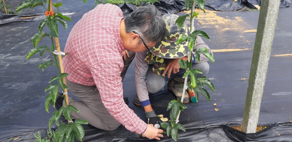 師生團隊與農民共學百香果生長時遇到的蟲害與菌害，教導農民無毒栽培種植技術，提高農民無毒種植的意願。