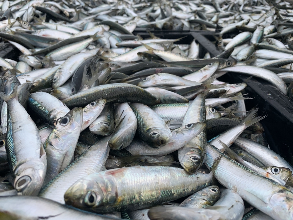 臭肉魚干-澎湖傳統飲食文化遺產