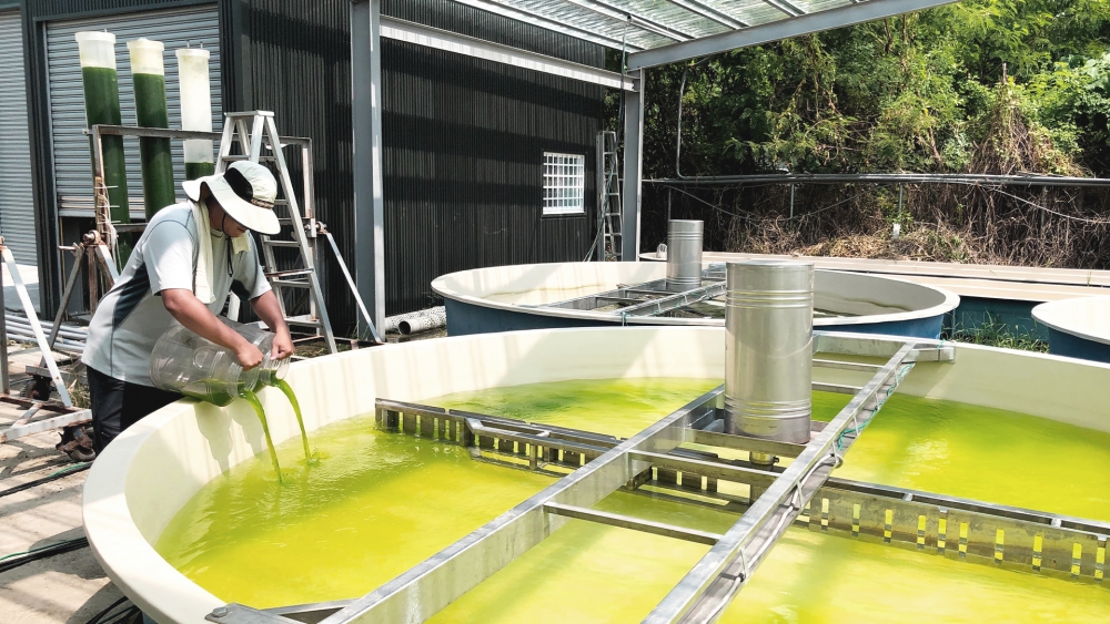 張嘉修教授領軍的微藻團隊，從實驗室走入社會現場，將其技術應用在畜牧廢水、與不利耕種區的產業提升上。