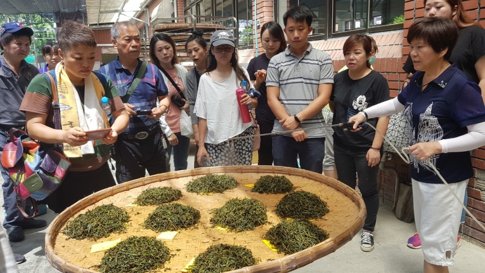 紅茶製茶技術交流活動。與竹山鎮茶道協會合作，探討紅茶的發酵、揉製等過程。